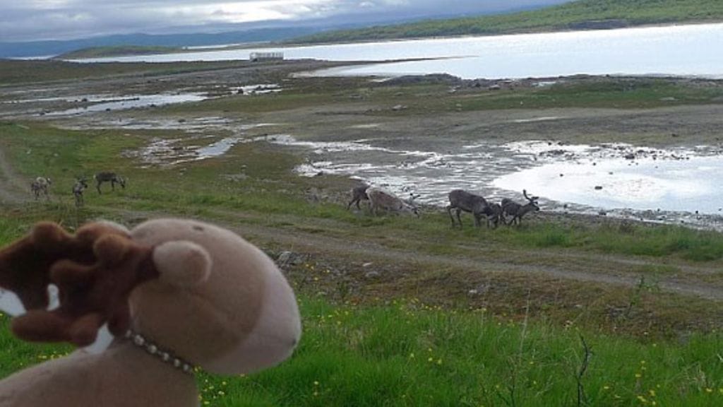Rendoph -pehmoporo katselemassa oikeita poroja Lapissa.