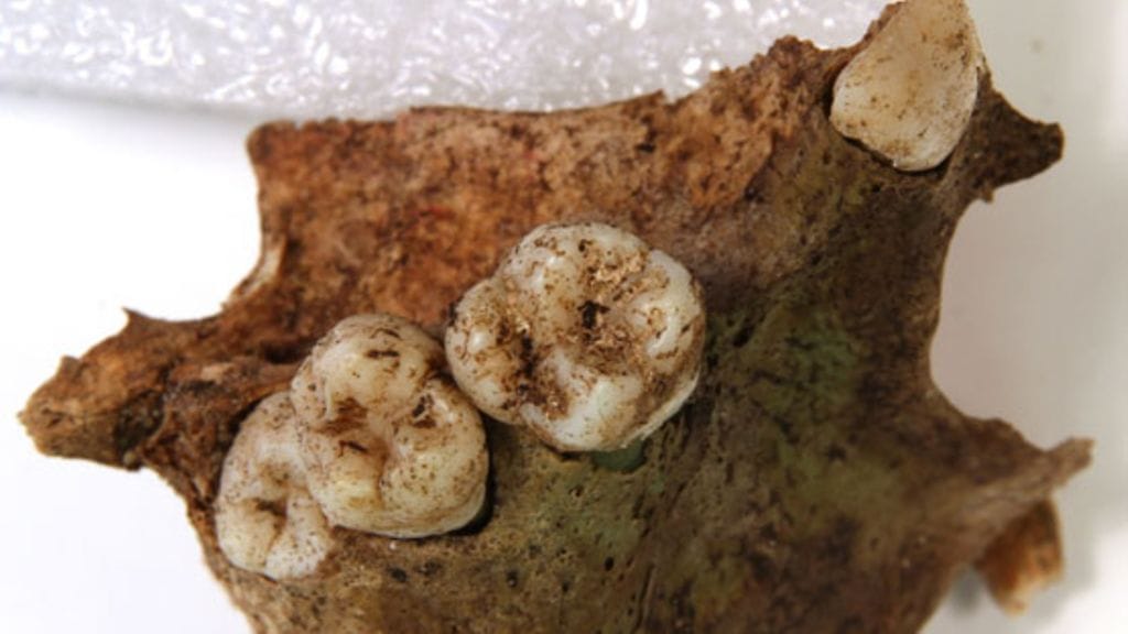 Senaatintorilta löydettyjen vainajien hampaita ja luita tutkittiin.