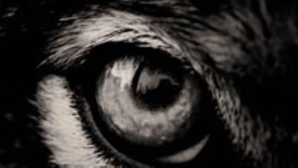 Vesa-Matti Loiri: Kasari