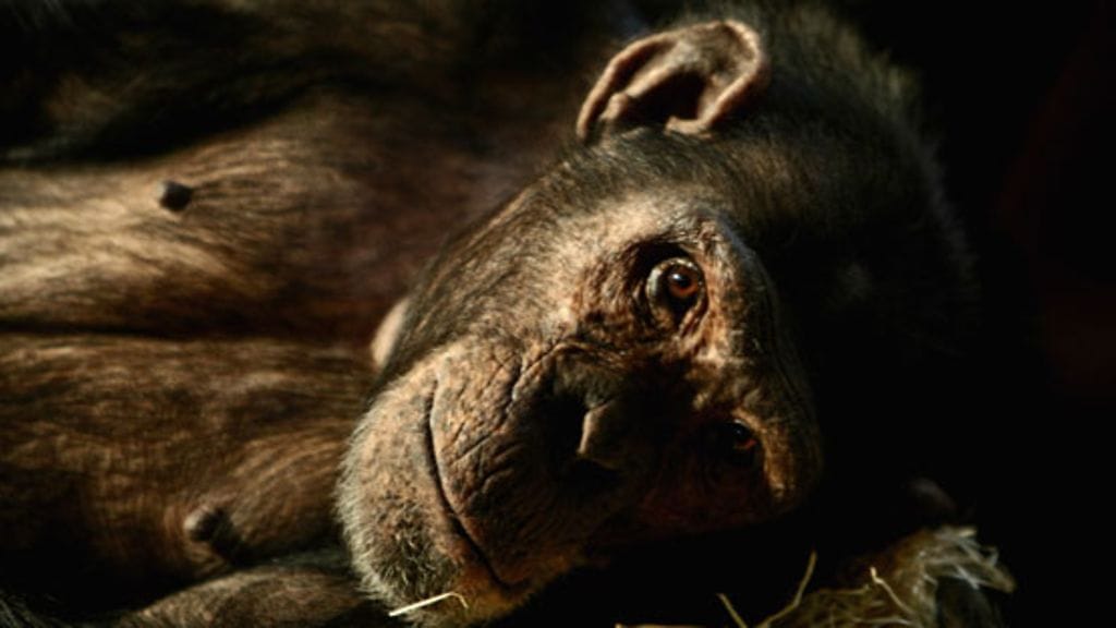 Simpanssit osaavat ottaa rennosti, mutta myös välittää toisilleen oppimiaan niin kädentaitoja kuin kommunikaatiota.