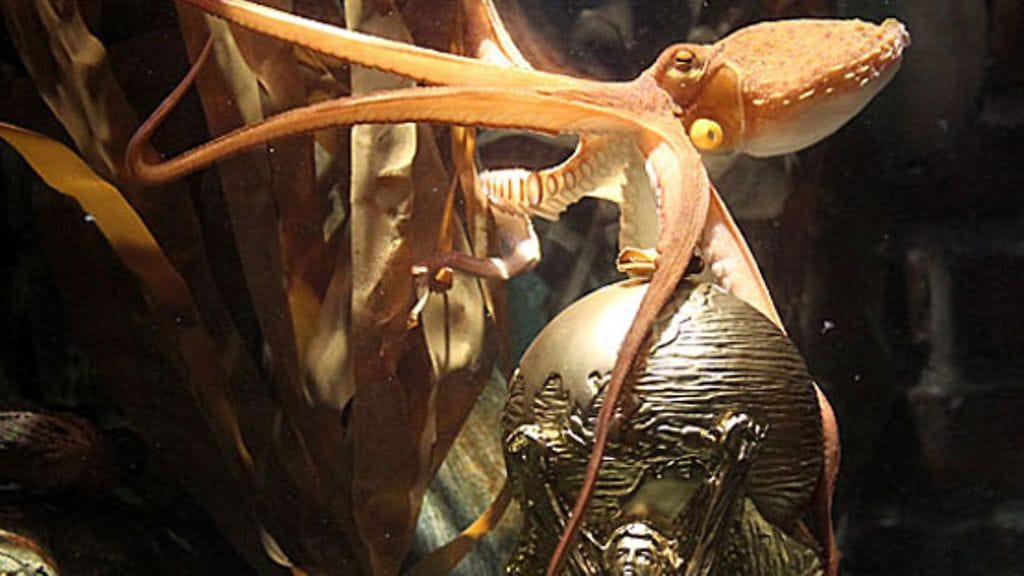 Mustekala-Paul palkittiin omalla MM-pokaalilla. (Kuva: Getty/All Over Press)