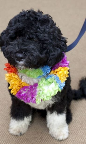 Obaman koira (kuva: Getty Images/All Over Press)