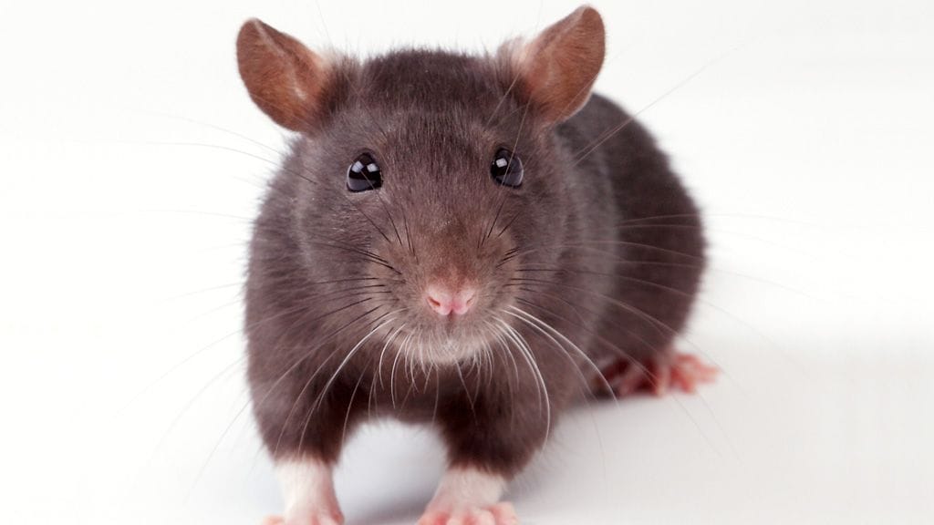 Sveitsiläistutkijoiden rottakokeissa halvaantuneet eläimet pystyivät juoksemaan jo kahden viikon jälkeen-.