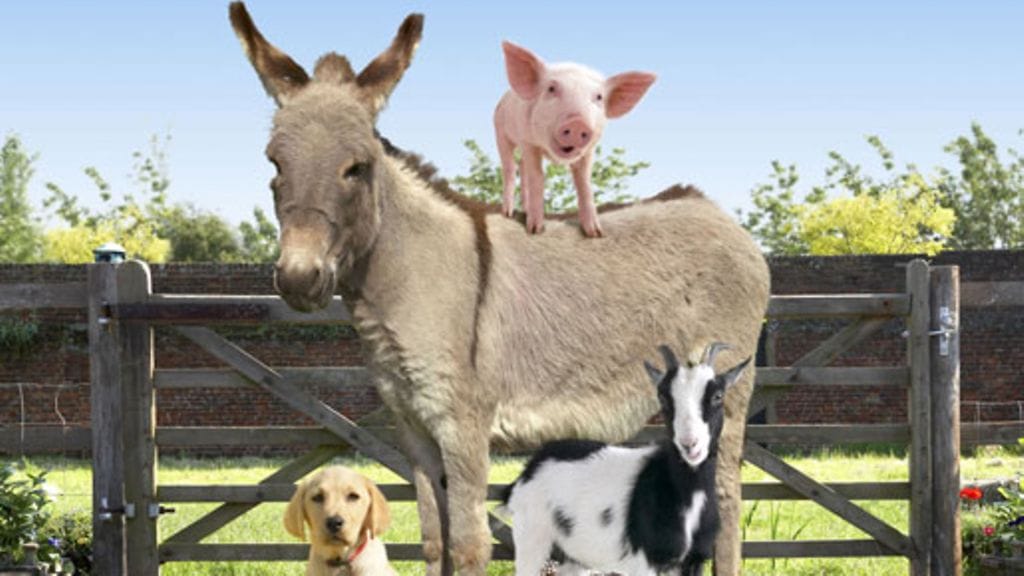 Kotitilan Konkkaronkassa tutustutaan maatilan eläimiin.