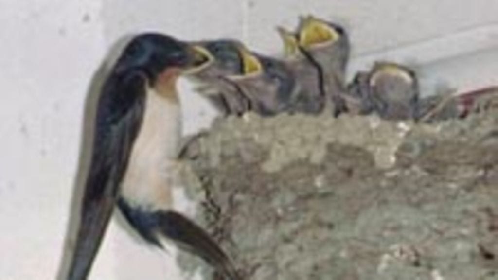 Pääskyt pesivät vuodesta toiseen samassa paikassa