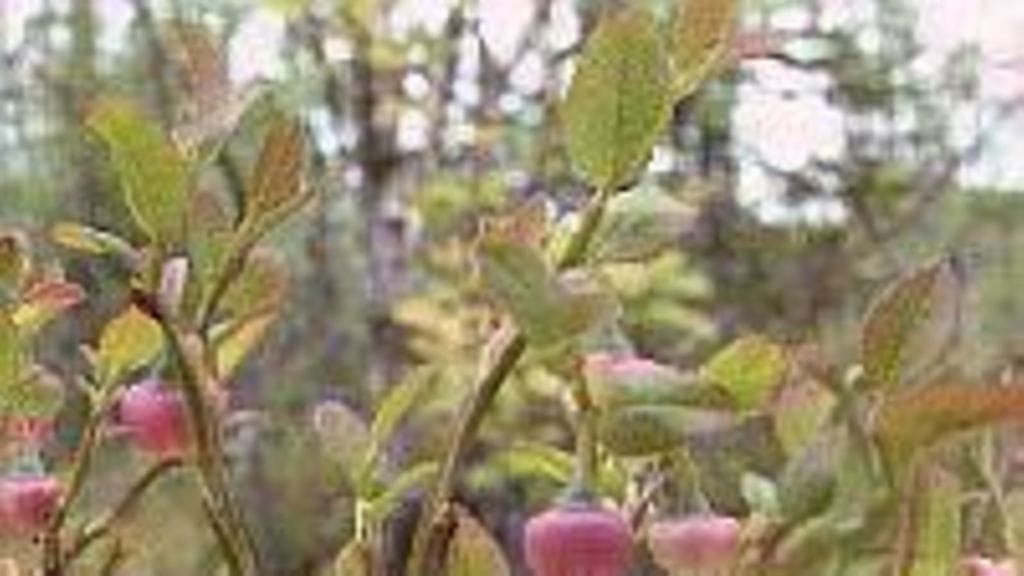 Mustikan satonäkymät ovat heikohkot