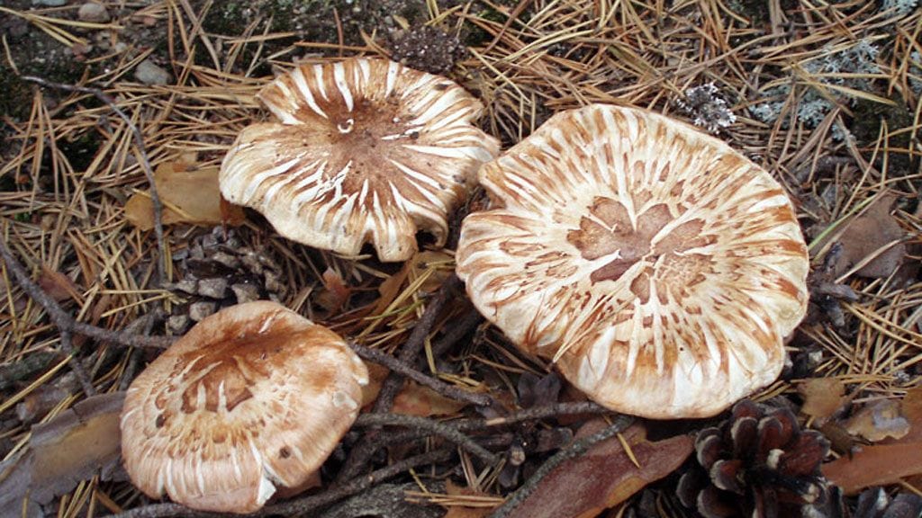 Metlan kuvaama kaulusvalmuska