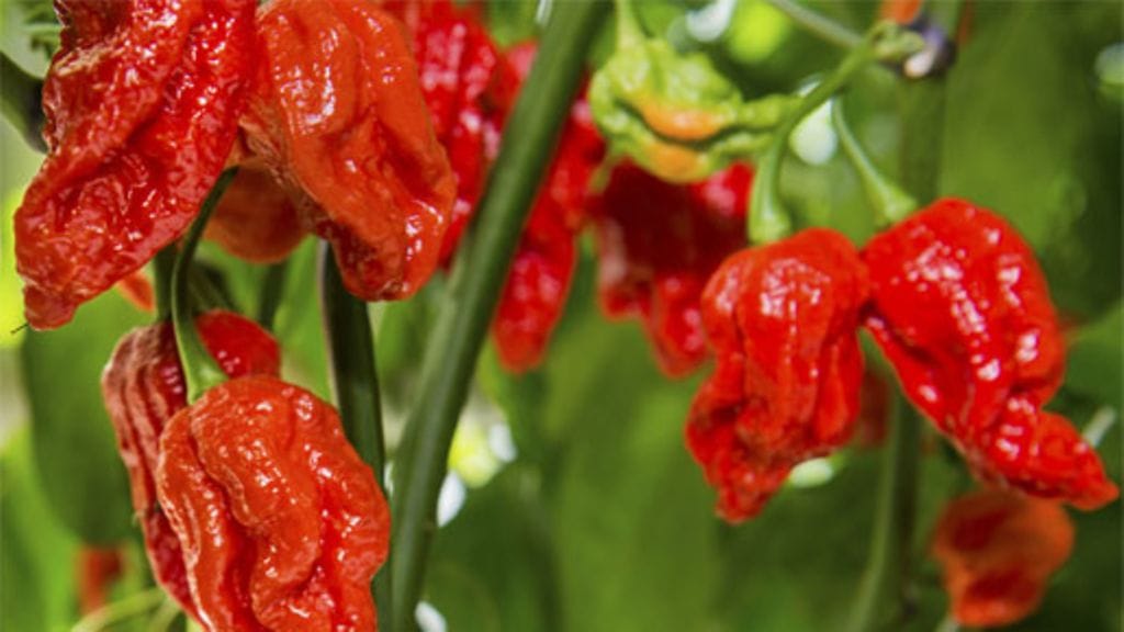 Tässä kasvaa Fatalii Gourmet JIGSAW – ensi vuonna mitataan, onko se maailman tulisin chili.