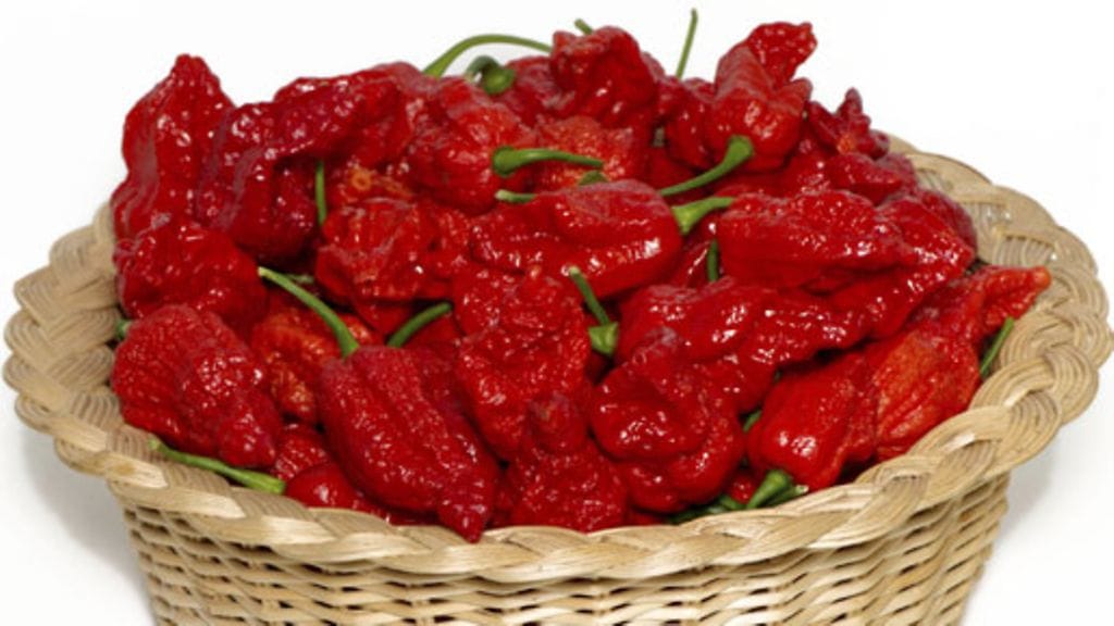 Fatalii Gourmet JIGSAW -chili tavoittelee maailman tulisimman chilin titteliä.