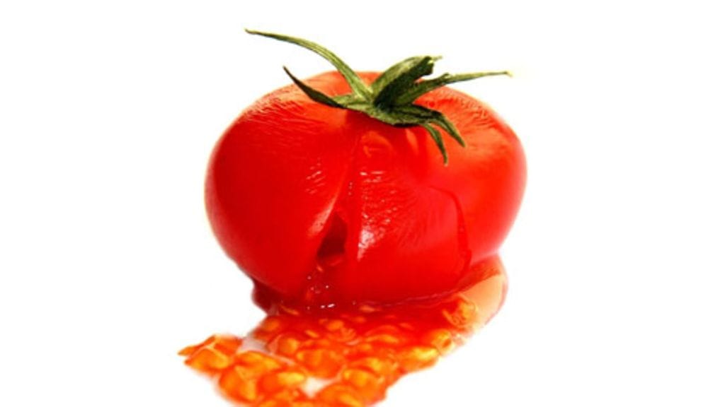 Pilaantunut tomaatti tuhoaa luontoa.