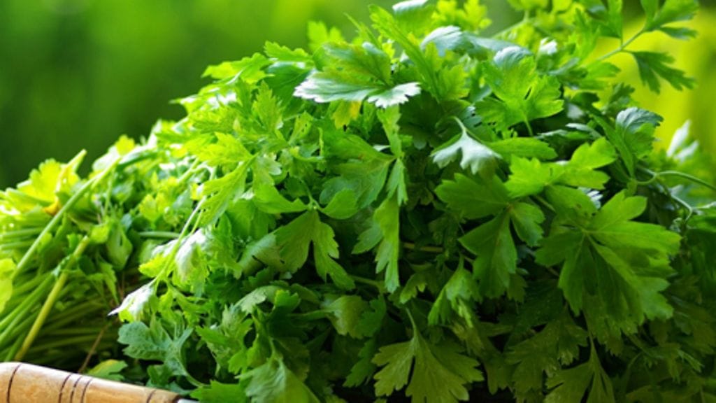 Voisiko korianterista tulla luonnon oma antibiootti?