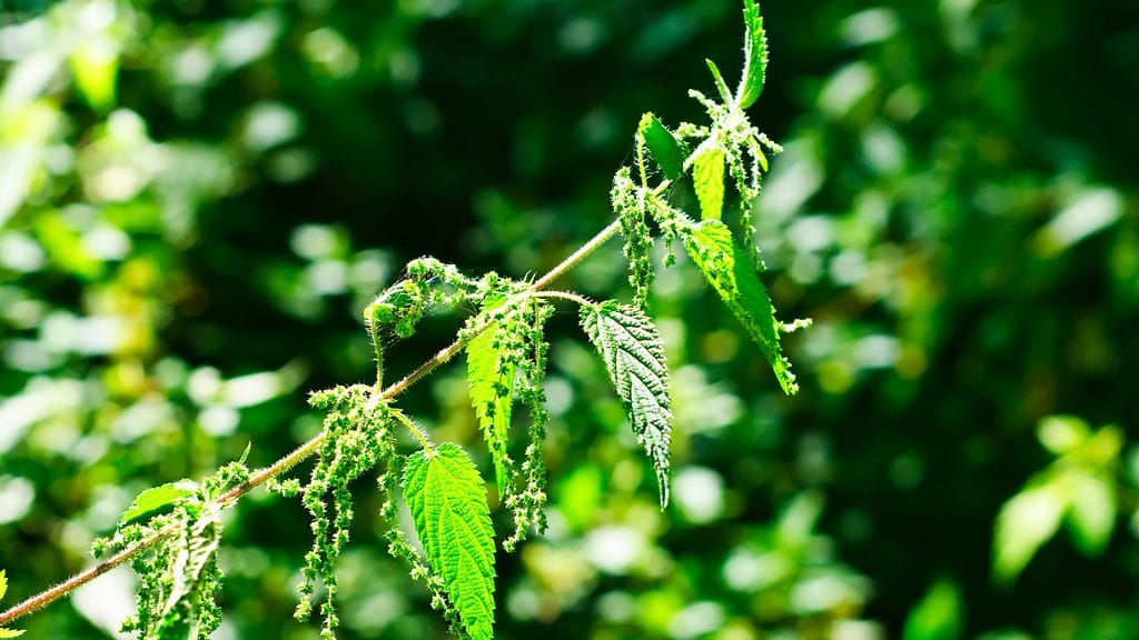 Villiyrtteihin lukeutuva nokkonen on erinomainen raaka-aine.