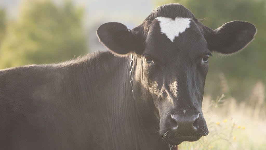 Naudanliha saattaa tulevaisuudessa kilpailla koeputkilihan kanssa kauppojen hyllyillä.