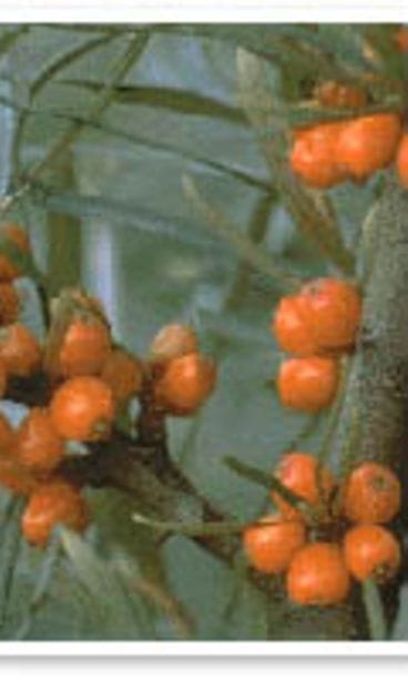 Tyrnimarja sopii atooppisen ihon hoitoon.