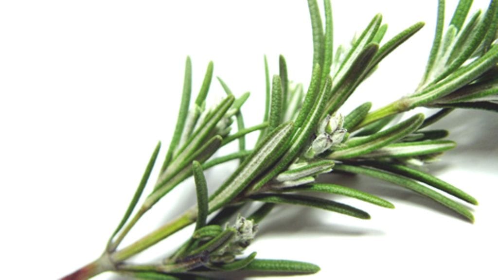 Rosmariini kruunaa liharuuan. Kuva: SXC.