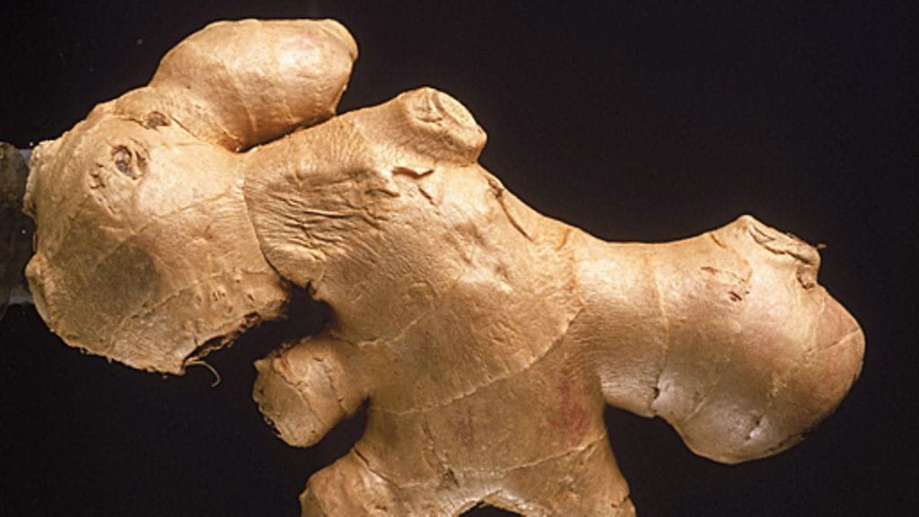 Inkivääriä ei suositella raskaana oleville. Kuva: Lehtikuva.