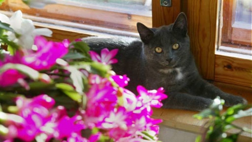 Kissat tarvitsevat ravinnostaan enemmän proteiinia kuin koirat tai ihmiset.