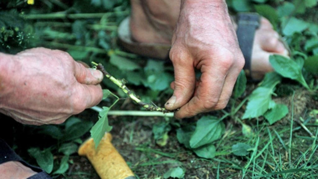 Haraa vihdan sitomisoksasta lehdet pois. (Lehtikuva)