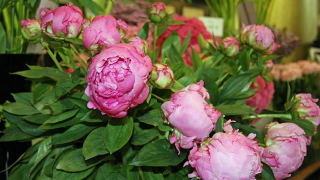 Pionit tuovat kesän ja ne hehkuvat muun muassa ihanassa pinkissä. Kuva: MTV3.