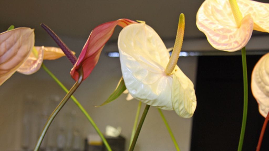 Flamingonkukkien kukinto on kaunis. Kuva: MTV3.