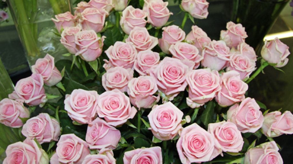 Hoida leikkokukkia oikein, jotta ne säilyvät pidempään. Kuva: MTV3.