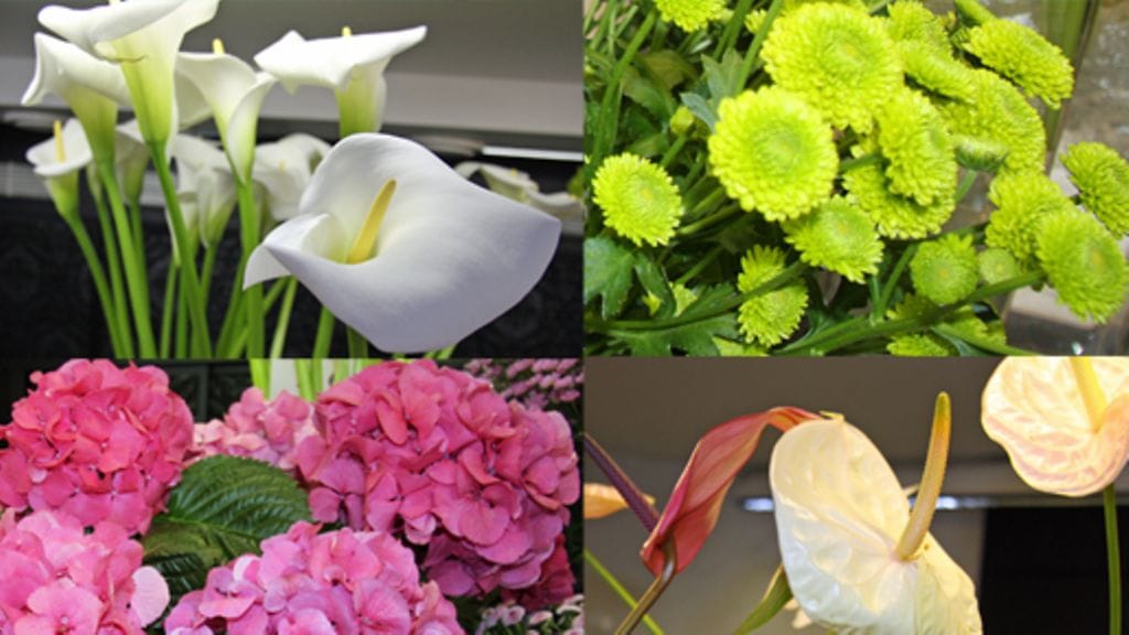 Kesäkukat. Kuva: MTV3.