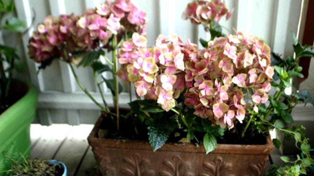 Hortensia. Kuva: Lehtikuva/Jussi Nukari