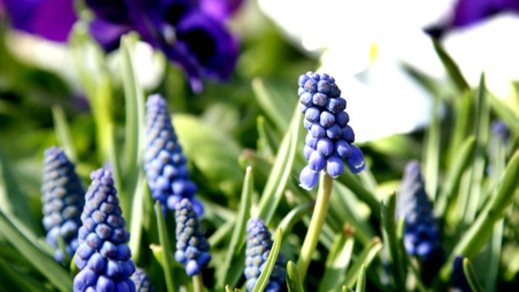 Helmililjat. Kuva: Lehtikuva/Sari Gustafsson