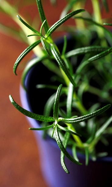 Rosmariini. Kuva: Lehtikuva/Marja Airio