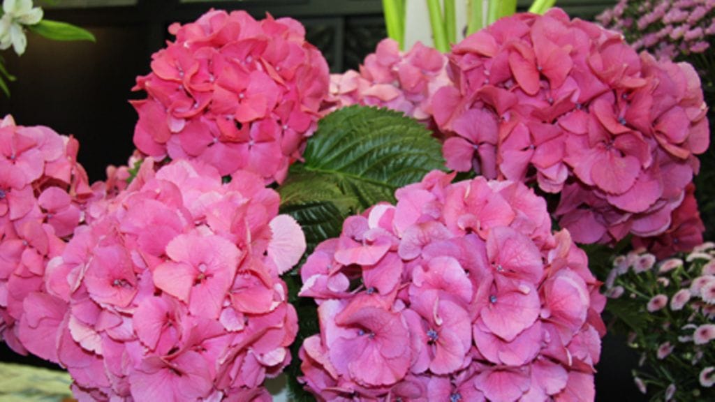 Hortensia on todellinen kesäkukka, ja näyttävä sellainen. Hyvä lahjakukka esimerkiksi ylioppilaalle! Kuva: MTV3.