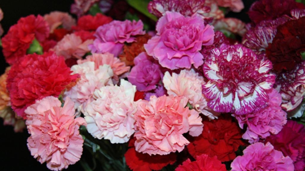 Neilikka on retrokukka, jonka suosio kestää vuodesta toiseen. Kuva: MTV3.