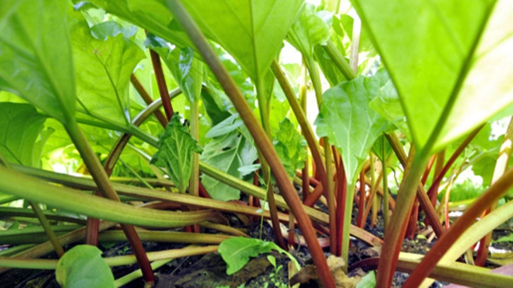 Raparperi on loistava naapuri monelle kasville. Istuta ainakin herneiden, kaalien ja papujen kanssa.