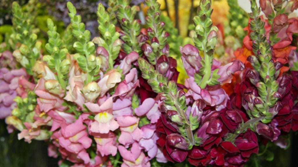 Leijonankita loistaa lukuisissa eri väreissä. Kuva: MTV3.