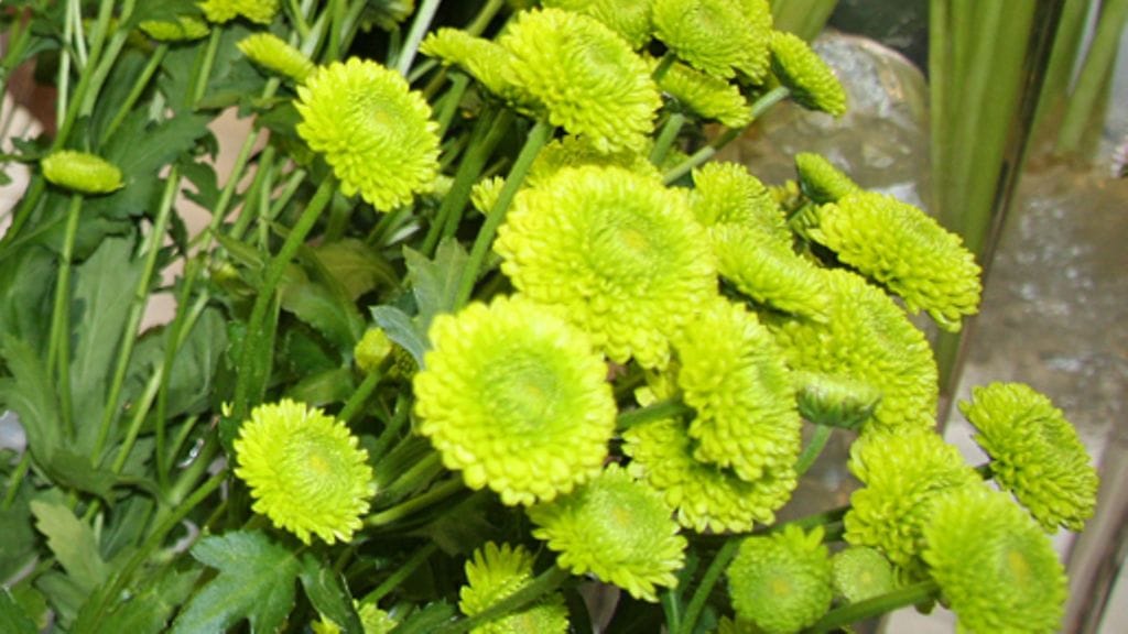 Vihreät krysanteemit ovat tämän kesän hitti. Kuva: MTV3.