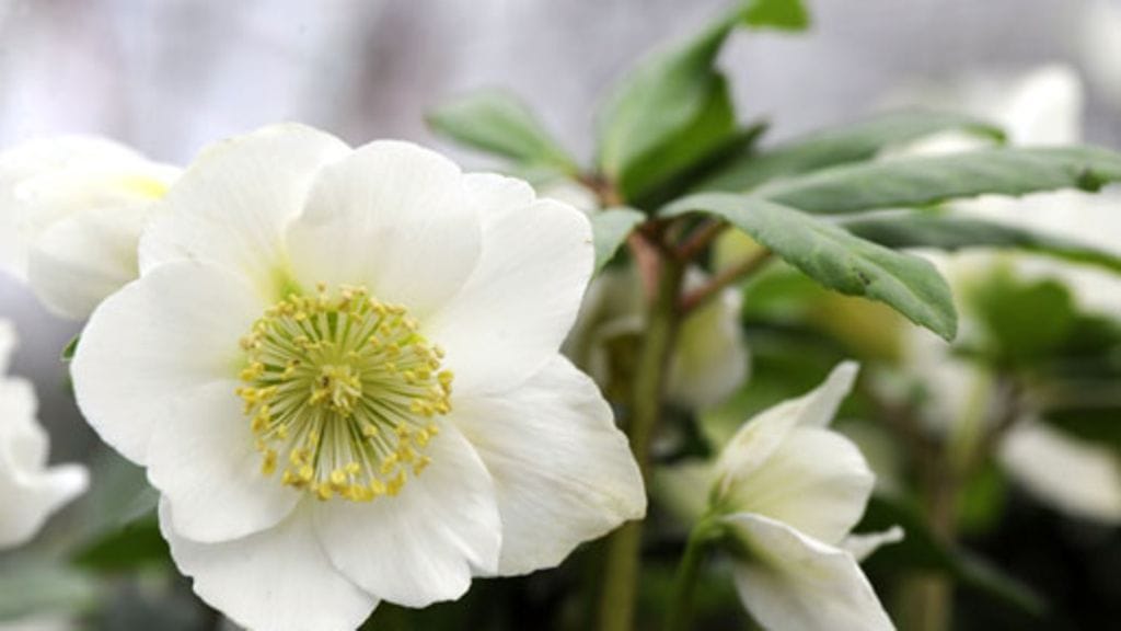 Jouluruusu on tämän talven hitti. Kuva: lehtikuva