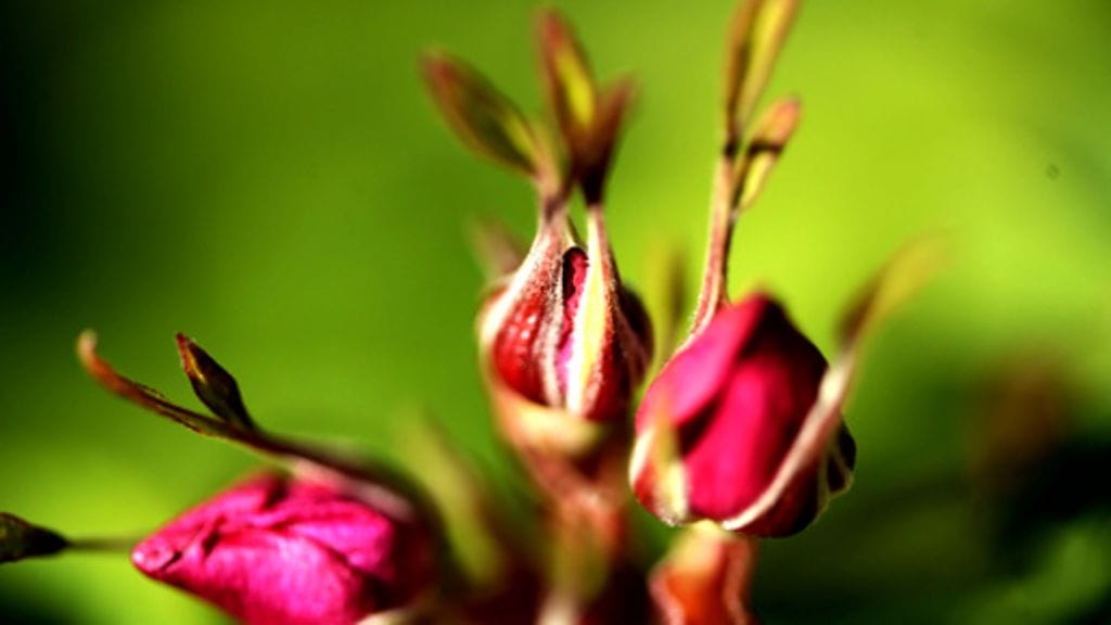 Idänmetsäruusu (Rosa amblyotis) Kuva: Lehtikuva/Roni Rekomaa