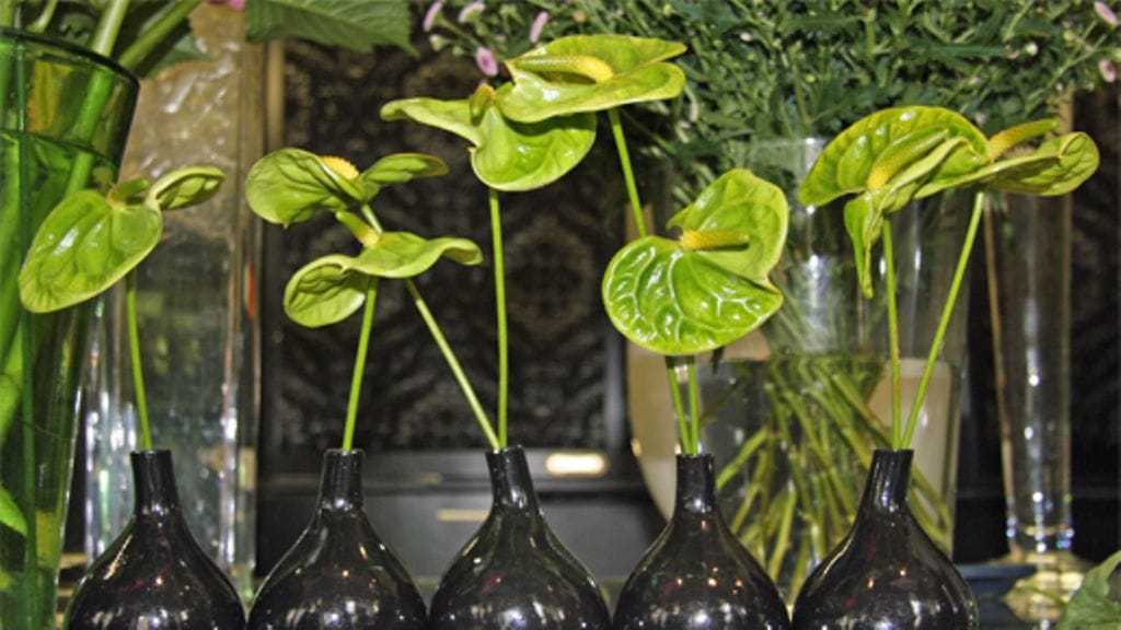 Pienet flamingonkukat sopivat koristekukiksi sellaisenaan. Kuva: MTV3.