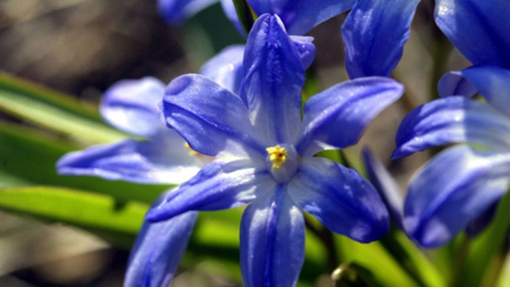 Idän sinililjan kukkia. Kuva: Lehtikuva/Marja Airio