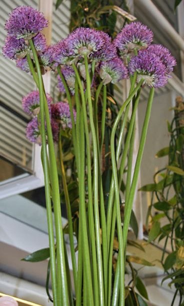 Allium on korkea ja näyttävä kasvi. Kuva: MTV3.