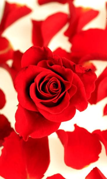 Ruusu. Kuva: Lehtikuva/Pekka Sakki