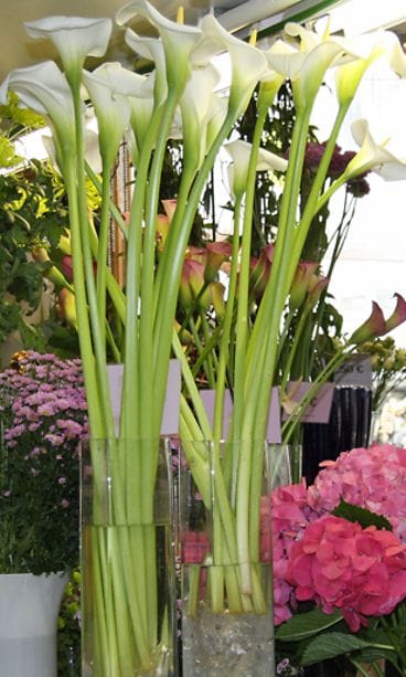 Kalla on täydellinen kasvi kesän koristeluihin. Kuva: MTV3.