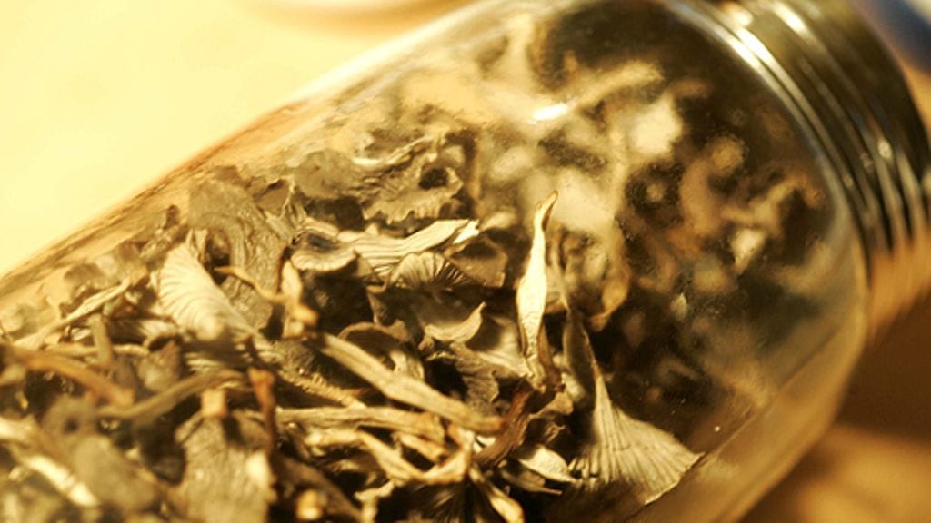 Kuivattuja suppilovahveroita. Kuva: Lehtikuva.