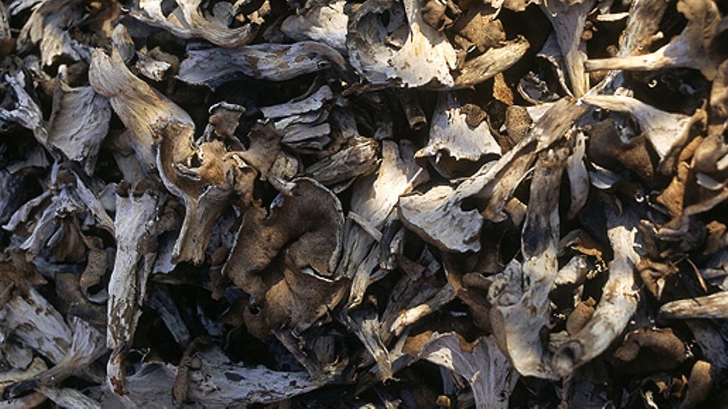 Mustia torvisieniä. Kuva: Lehtikuva.