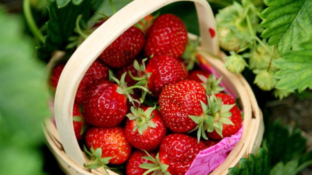 Jos hyvin käy, kotimaiset mansikat kypsyvät ennen juhanusta.