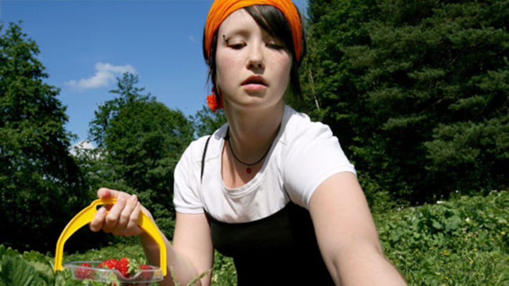 200 000 suomalaista käy vuosittain tiloilla poimimassa marjoja.