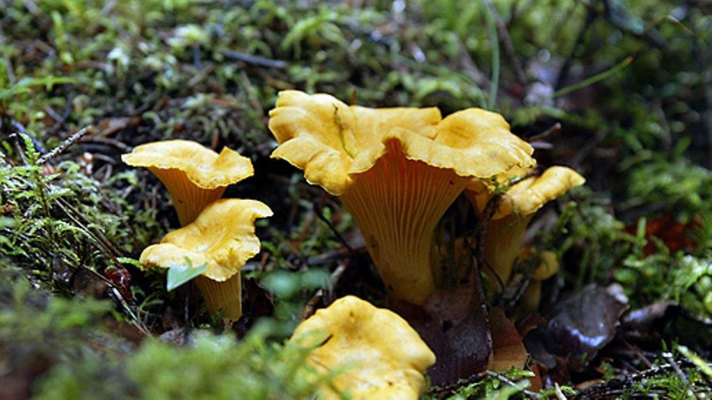 Kantarelleja metsässä. Kuva: Lehtikuva.