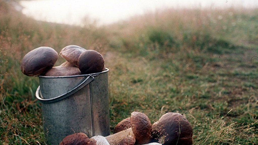 Herkkutatteja. Kuva: Lehtikuva.