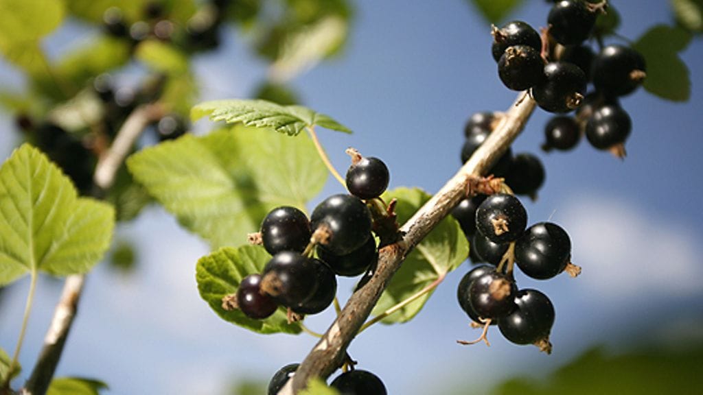 Mustaherukoita. Kuva: Lehtikuva.