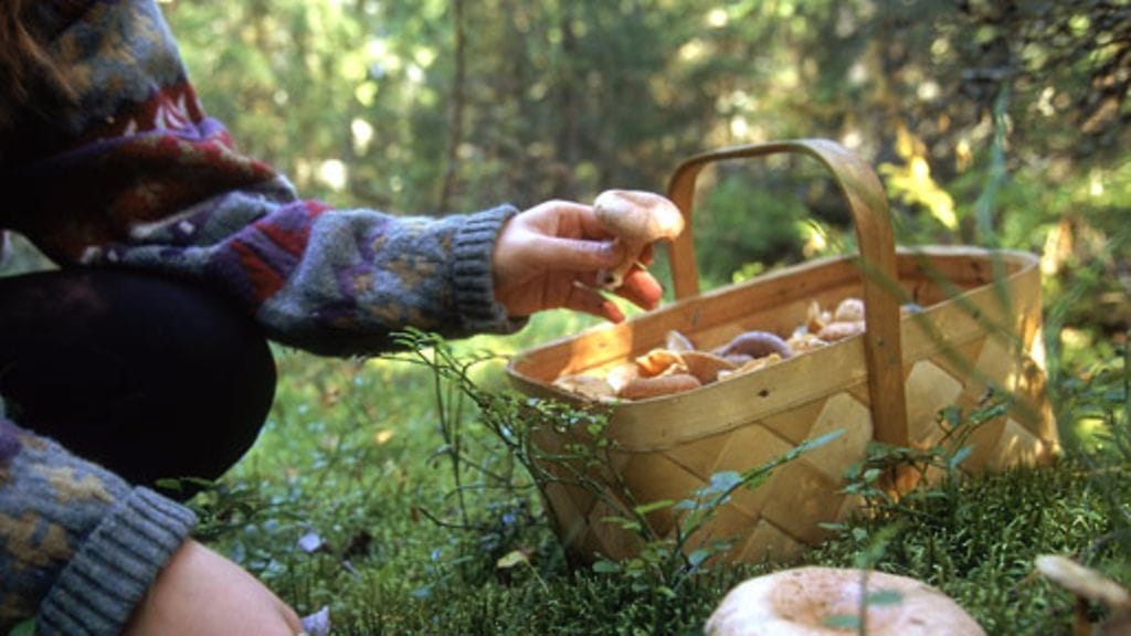 Sienisato on nyt parhaimmillaan.