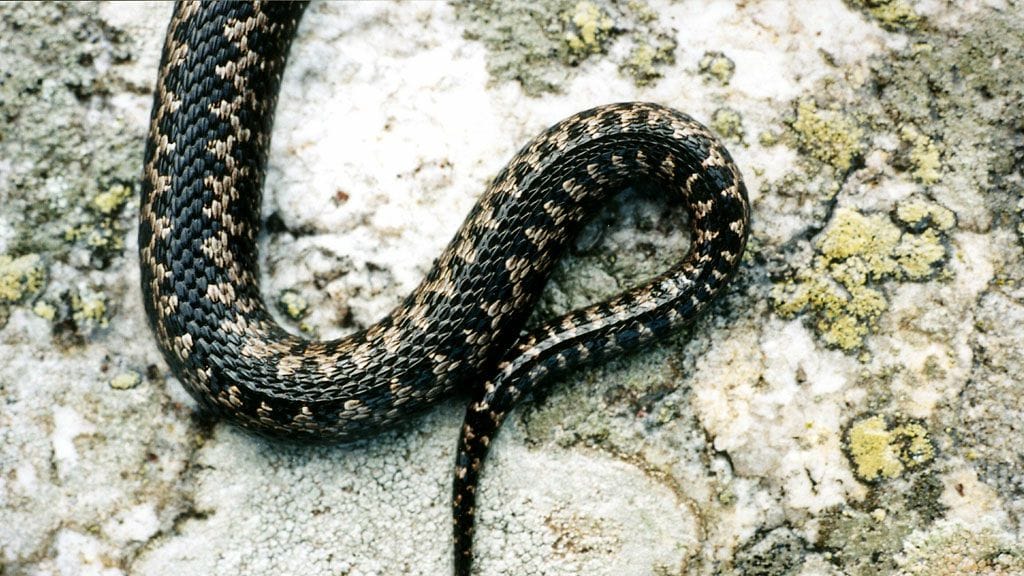 Kyyhavaintoja on ilmoitettu Suomessa tänä vuonna 143, kun koko viime vuonna määrä oli 111.